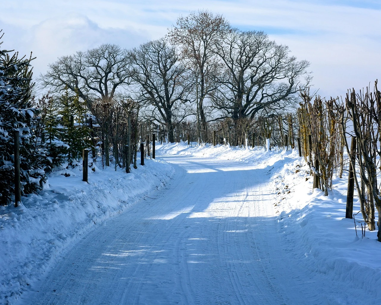 snowy-pathway-surrounded-by-bare-tree-839462