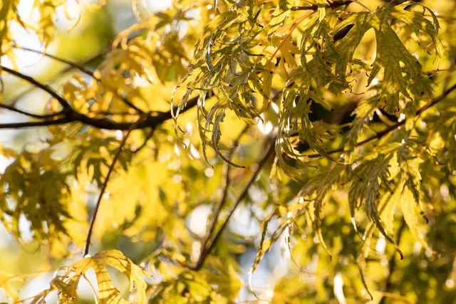 autumn-autumn-leaves-branches-2929021