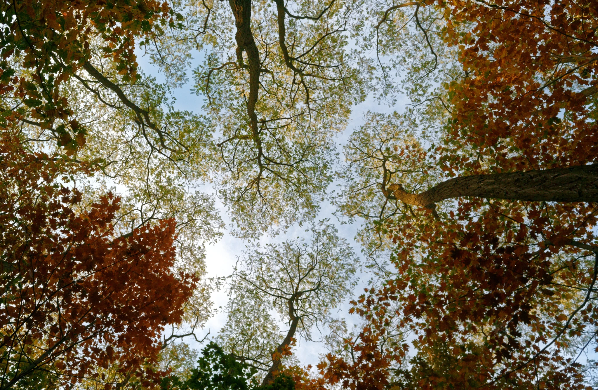 autumn-autumn-color-autumn-leaves-3095293